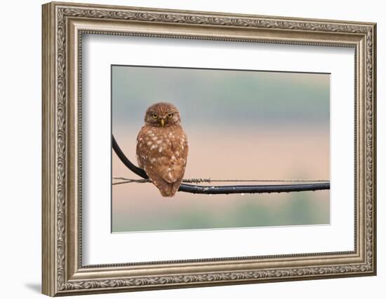 Pretty Little Angry Man-Volkan Donbaloglu-Framed Photographic Print