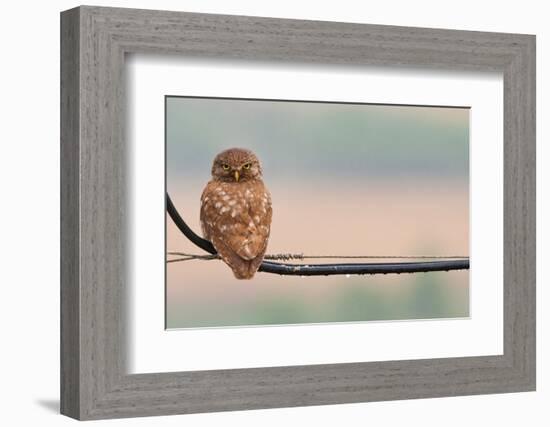 Pretty Little Angry Man-Volkan Donbaloglu-Framed Photographic Print