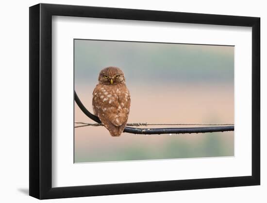 Pretty Little Angry Man-Volkan Donbaloglu-Framed Photographic Print