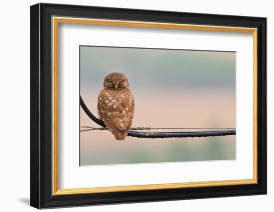 Pretty Little Angry Man-Volkan Donbaloglu-Framed Photographic Print