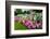 Pretty Manicured Flower Garden with Colorful Azaleas.-Juriah-Framed Photographic Print