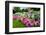 Pretty Manicured Flower Garden with Colorful Azaleas.-Juriah-Framed Photographic Print