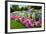 Pretty Manicured Flower Garden with Colorful Azaleas.-Juriah-Framed Photographic Print