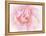 Pretty Pink Blooms III-Eva Bane-Framed Stretched Canvas