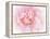 Pretty Pink Blooms III-Eva Bane-Framed Stretched Canvas