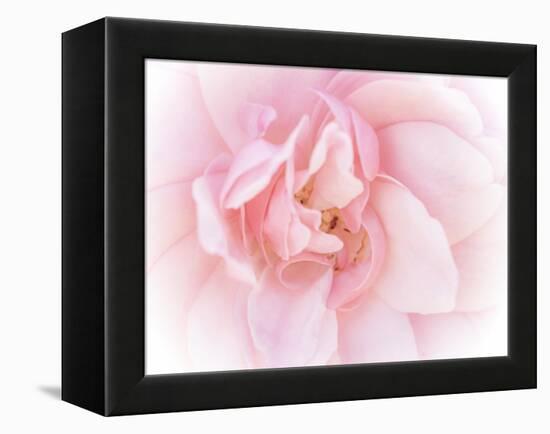 Pretty Pink Blooms III-Eva Bane-Framed Stretched Canvas