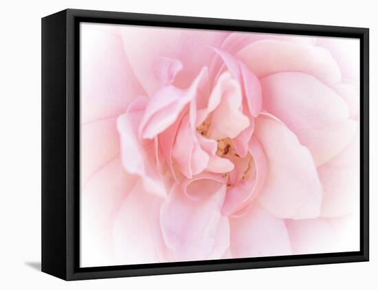 Pretty Pink Blooms III-Eva Bane-Framed Stretched Canvas