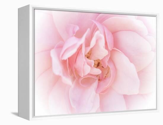 Pretty Pink Blooms III-Eva Bane-Framed Stretched Canvas