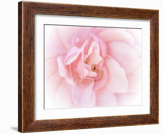 Pretty Pink Blooms III-Eva Bane-Framed Art Print