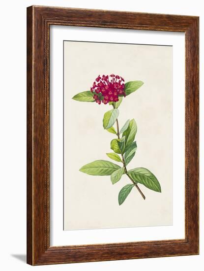 Pretty Pink Botanicals II-Unknown-Framed Art Print