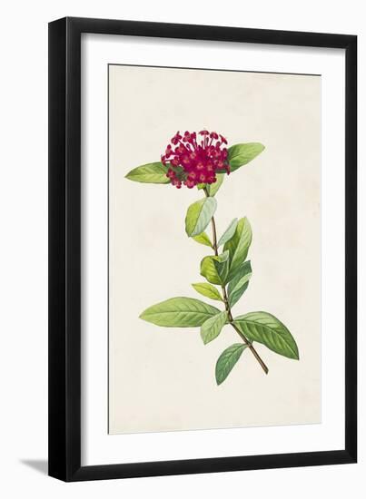 Pretty Pink Botanicals II-Unknown-Framed Art Print