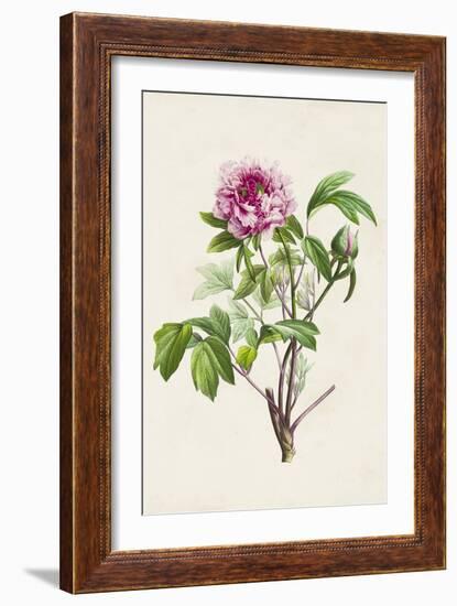 Pretty Pink Botanicals V-Unknown-Framed Art Print