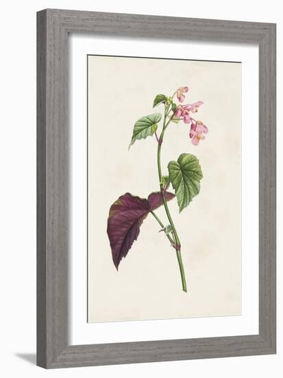 Pretty Pink Botanicals VI-Unknown-Framed Art Print