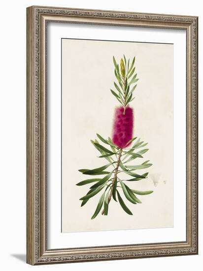 Pretty Pink Botanicals VII-Unknown-Framed Art Print