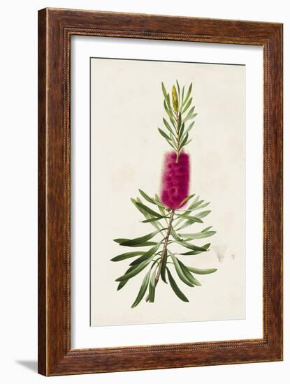 Pretty Pink Botanicals VII-Unknown-Framed Art Print