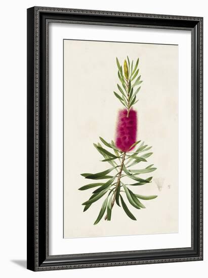 Pretty Pink Botanicals VII-Unknown-Framed Art Print