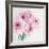 Pretty Pink Daisies-Susannah Tucker-Framed Art Print