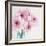 Pretty Pink Daisies-Susannah Tucker-Framed Art Print