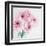 Pretty Pink Daisies-Susannah Tucker-Framed Art Print