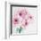 Pretty Pink Daisies-Susannah Tucker-Framed Art Print