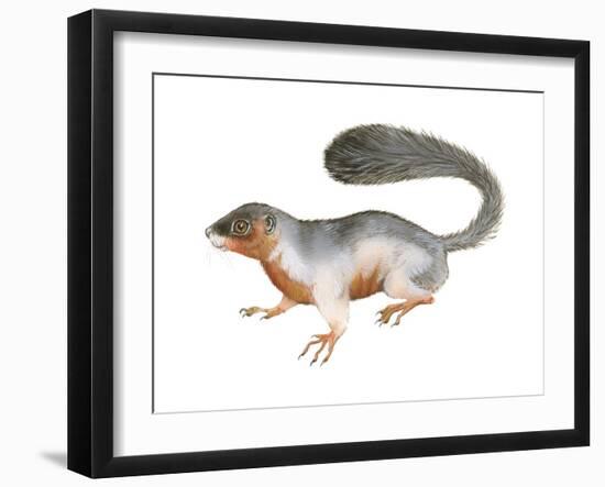 Prevost's Squirrel (Callosciurus Prevosti), Tricolored, Squirrel, Mammals-Encyclopaedia Britannica-Framed Art Print