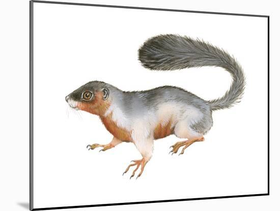 Prevost's Squirrel (Callosciurus Prevosti), Tricolored, Squirrel, Mammals-Encyclopaedia Britannica-Mounted Art Print