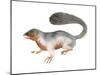 Prevost's Squirrel (Callosciurus Prevosti), Tricolored, Squirrel, Mammals-Encyclopaedia Britannica-Mounted Art Print