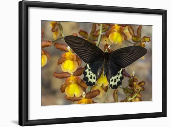 Priapus Batwing Swallowtail Butterfly, Atrophaneura Priapus-Darrell Gulin-Framed Photographic Print