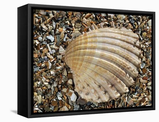 Prickly Cockle Shell on Beach, Mediterranean, France-Philippe Clement-Framed Premier Image Canvas