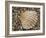 Prickly Cockle Shell on Beach, Mediterranean, France-Philippe Clement-Framed Photographic Print