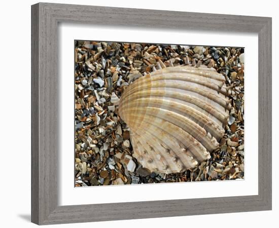 Prickly Cockle Shell on Beach, Mediterranean, France-Philippe Clement-Framed Photographic Print