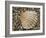 Prickly Cockle Shell on Beach, Mediterranean, France-Philippe Clement-Framed Photographic Print