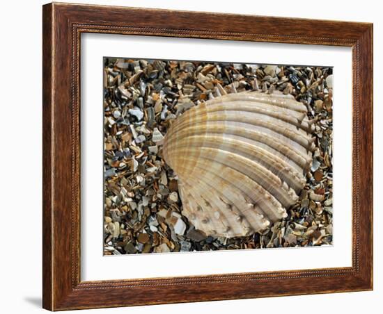 Prickly Cockle Shell on Beach, Mediterranean, France-Philippe Clement-Framed Photographic Print