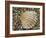 Prickly Cockle Shell on Beach, Mediterranean, France-Philippe Clement-Framed Photographic Print