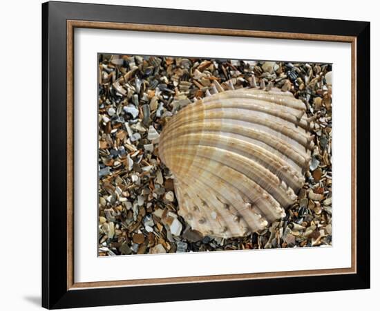 Prickly Cockle Shell on Beach, Mediterranean, France-Philippe Clement-Framed Photographic Print