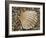 Prickly Cockle Shell on Beach, Mediterranean, France-Philippe Clement-Framed Photographic Print