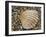 Prickly Cockle Shell on Beach, Mediterranean, France-Philippe Clement-Framed Photographic Print