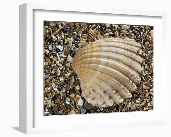 Prickly Cockle Shell on Beach, Mediterranean, France-Philippe Clement-Framed Photographic Print