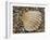 Prickly Cockle Shell on Beach, Mediterranean, France-Philippe Clement-Framed Photographic Print