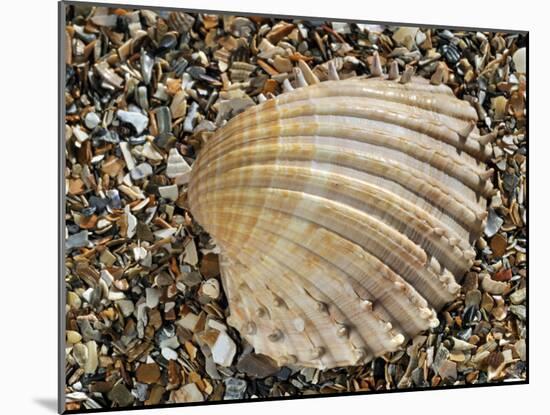 Prickly Cockle Shell on Beach, Mediterranean, France-Philippe Clement-Mounted Photographic Print