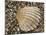 Prickly Cockle Shell on Beach, Mediterranean, France-Philippe Clement-Mounted Photographic Print