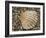 Prickly Cockle Shell on Beach, Mediterranean, France-Philippe Clement-Framed Photographic Print