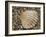 Prickly Cockle Shell on Beach, Mediterranean, France-Philippe Clement-Framed Photographic Print