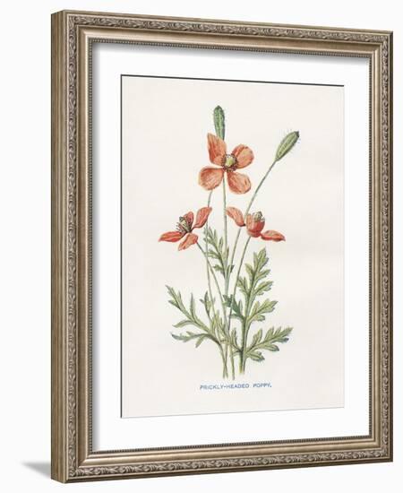 Prickly Headed Poppy-Gwendolyn Babbitt-Framed Art Print