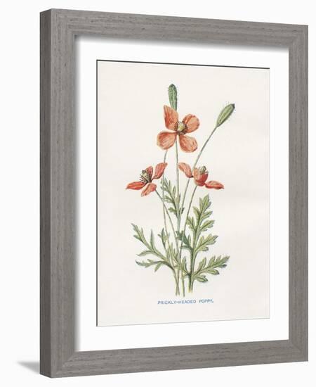 Prickly Headed Poppy-Gwendolyn Babbitt-Framed Art Print