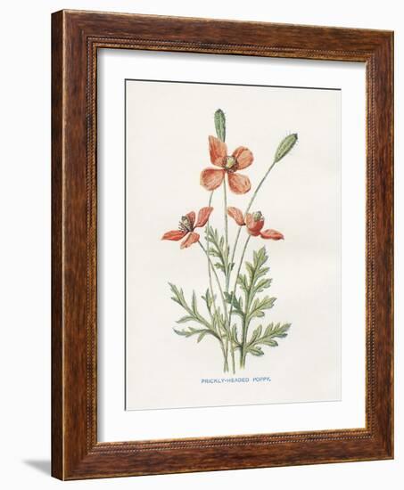 Prickly Headed Poppy-Gwendolyn Babbitt-Framed Art Print