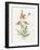 Prickly Headed Poppy-Gwendolyn Babbitt-Framed Art Print