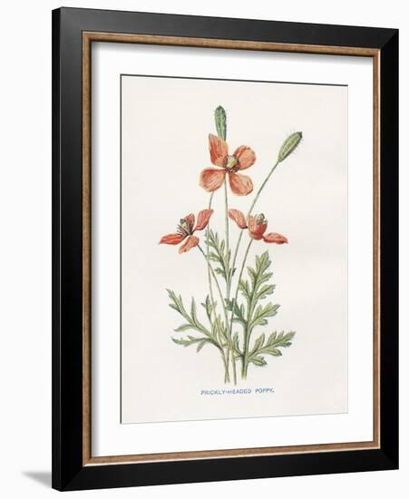 Prickly Headed Poppy-Gwendolyn Babbitt-Framed Art Print