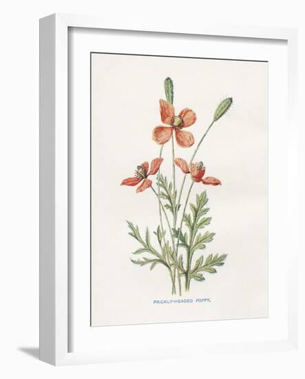 Prickly Headed Poppy-Gwendolyn Babbitt-Framed Art Print