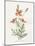 Prickly Headed Poppy-Gwendolyn Babbitt-Mounted Art Print